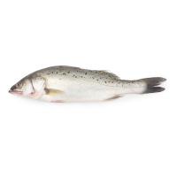 春播冰鲜水产海鲈鱼 1条 650-750g