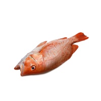 春播冰鲜水产台湾红鱼700-800g