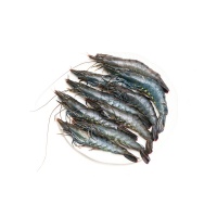 东山岛海捕活冻黑虎虾250g（8-10只）×4